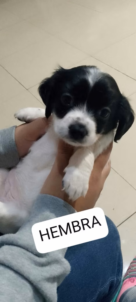 Chihuahua con french 