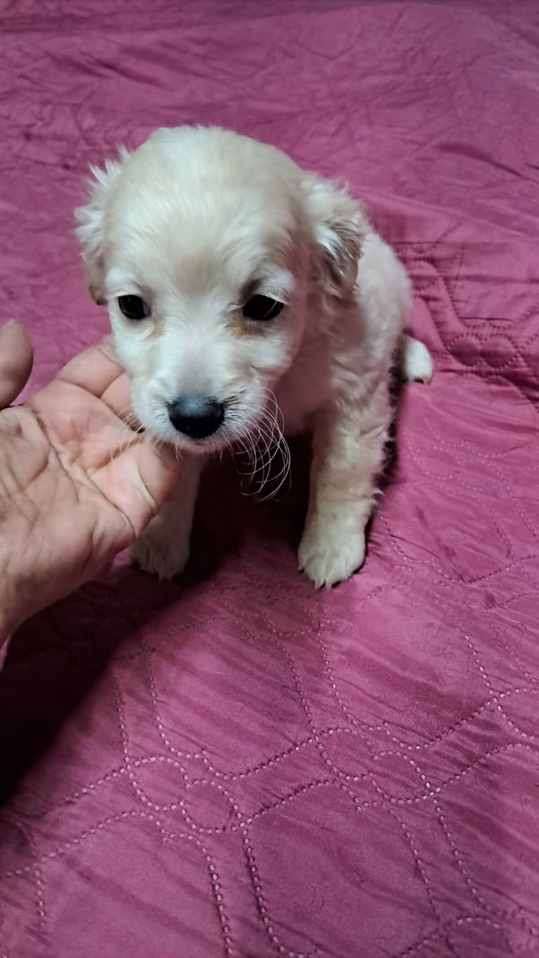 Cocker spaniel 