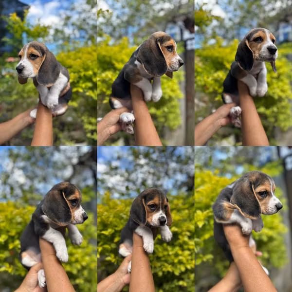 Cachorros beagle 