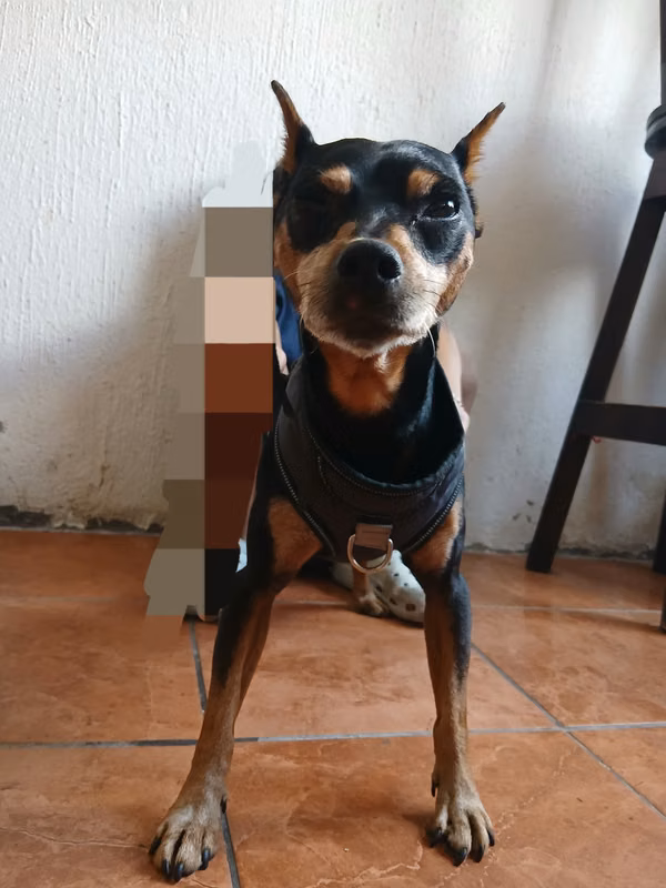 Hermoso Doberman