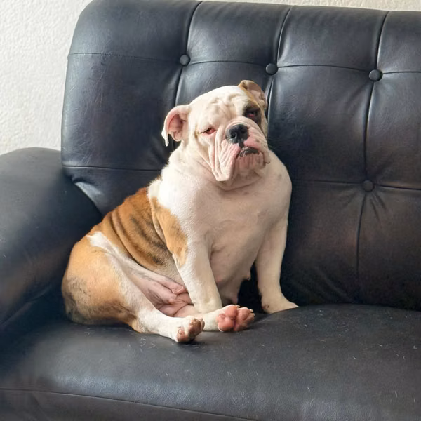 Bulldog ingles adulta
