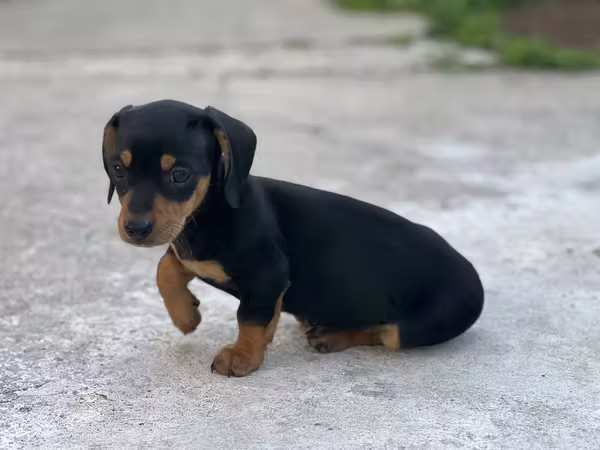 Perro salchicha 
