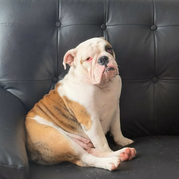 Bulldog ingles adulta 