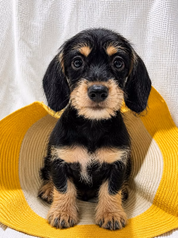 Dachshund pelo duro