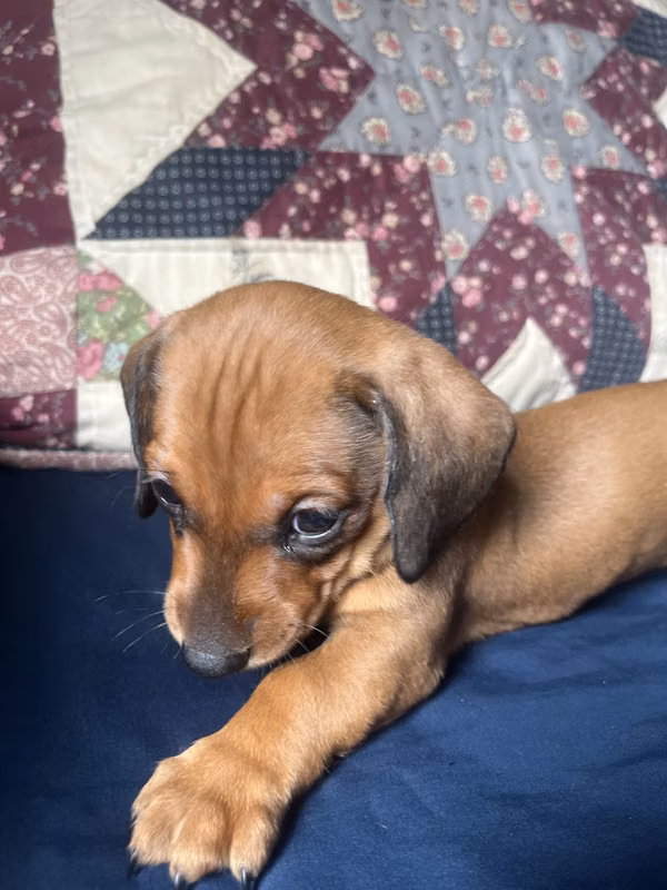 Perrita Salchicha 