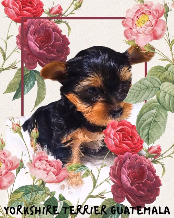 Yorkshire Terrier Teacup 