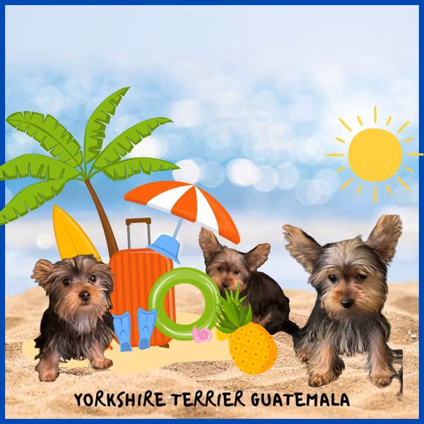 Yorkshire Terrier