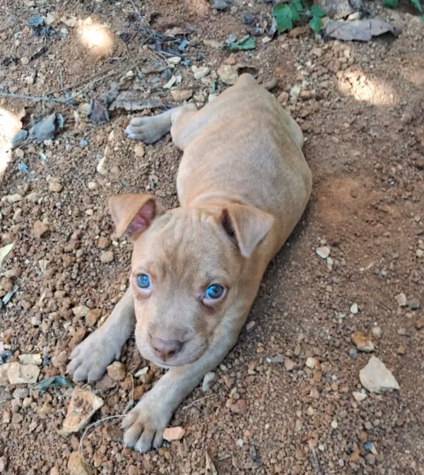 Perrita pitbull terrier 