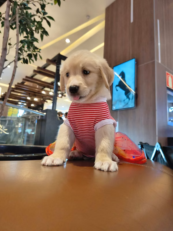 Golden Retriver 