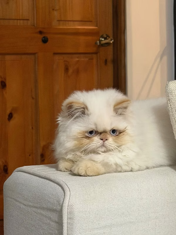 Gato persa