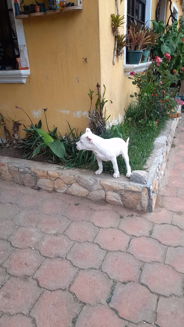 Dogo guatemalteco 