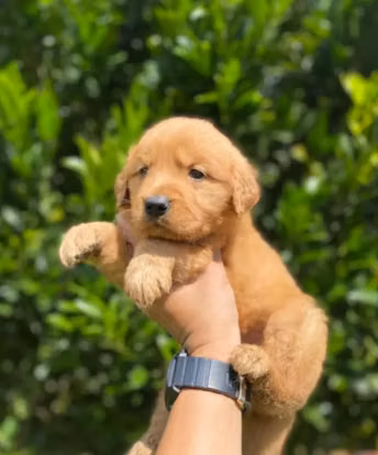 COBRADOR DORADO O GOLDEN RETRIVER VISACUOTAS MACHOS 
