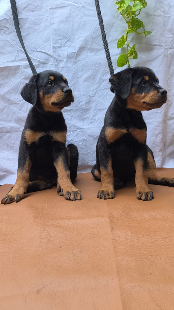 Cachorros Rottweiler 