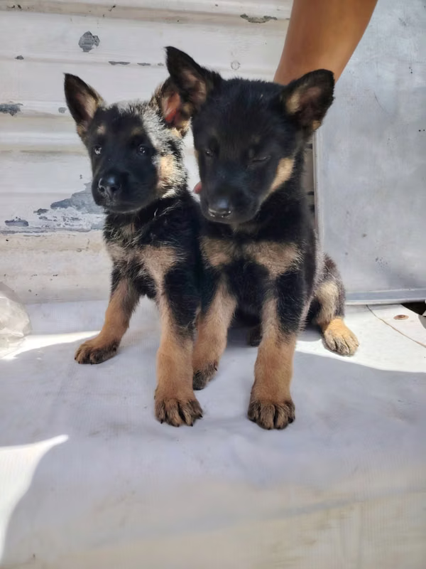 Cachorros Pastor Aleman 