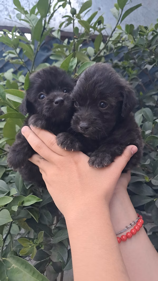 Schnauzer miny 