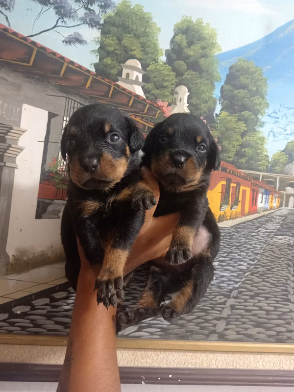 Vendo lindos cachorr rott wuailer
