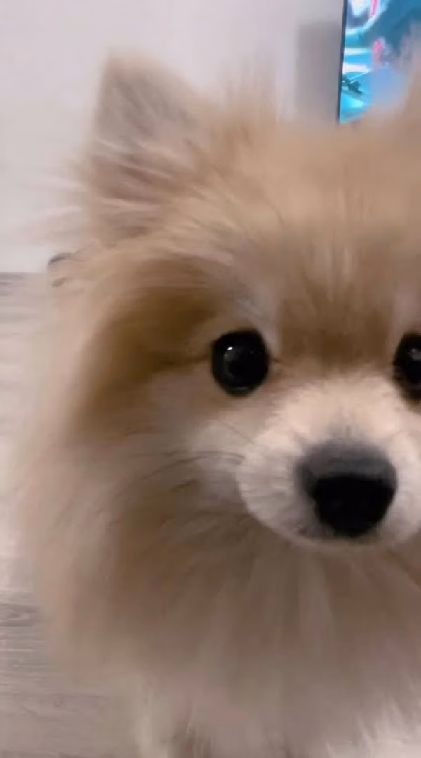 Vendo linda Pomerania 1 año