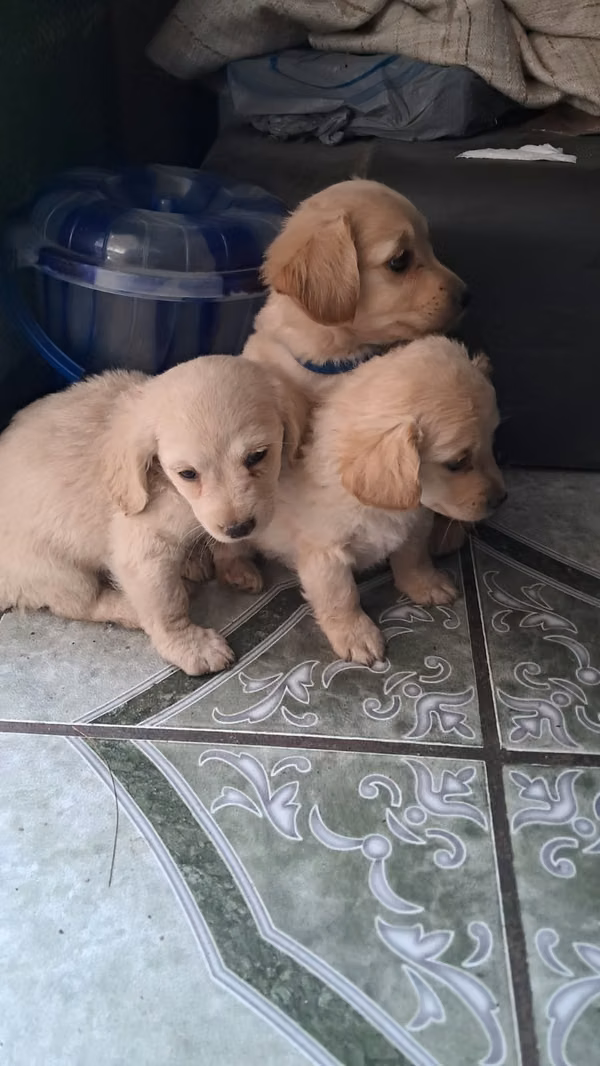 Cocker Spaniel 
