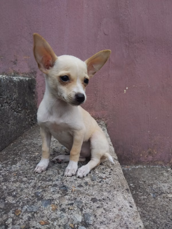 Cachorro chihuahua 