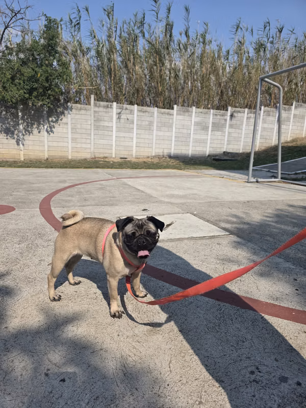 Busco perro pug macho para monta, mi pug tiene 4 años