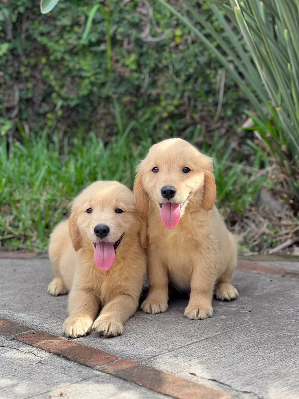 Golden retriever 