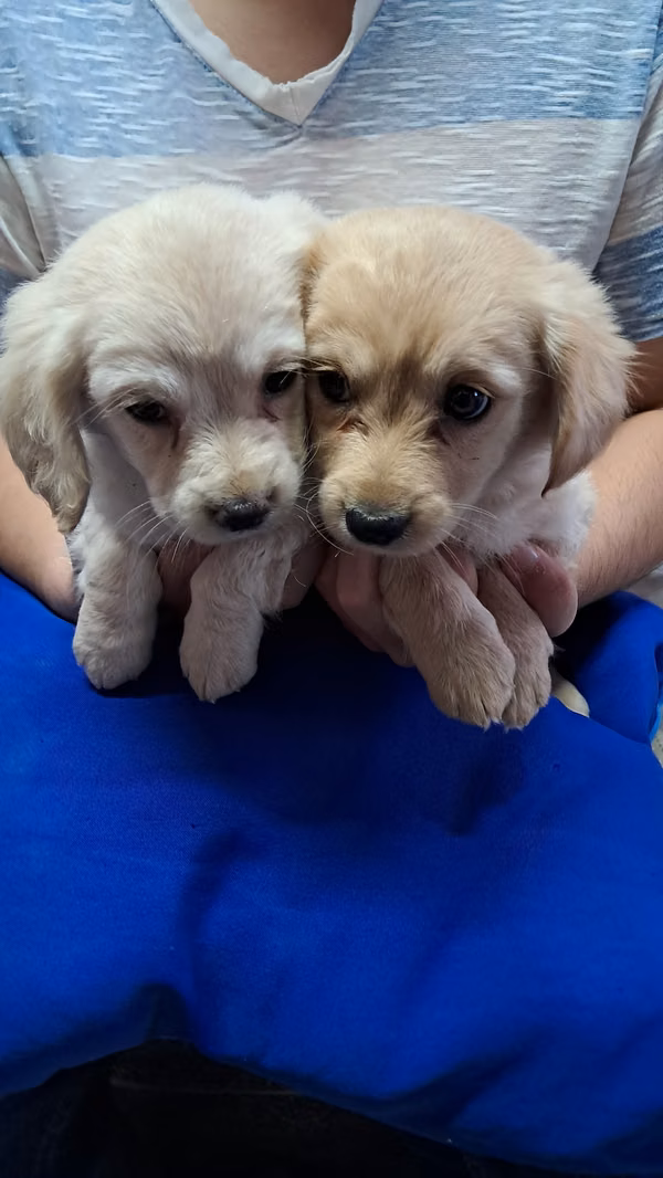 Cocker spaniel 