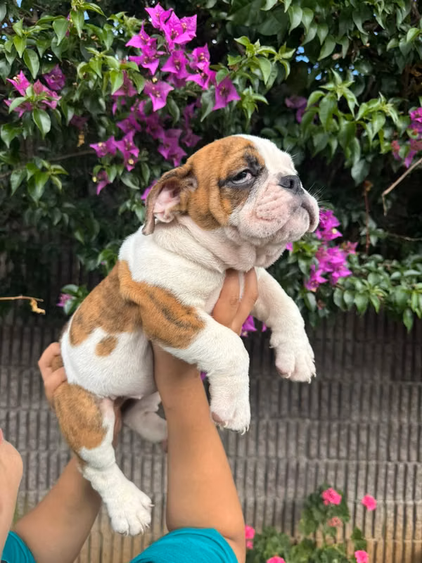 Bulldog ingles
