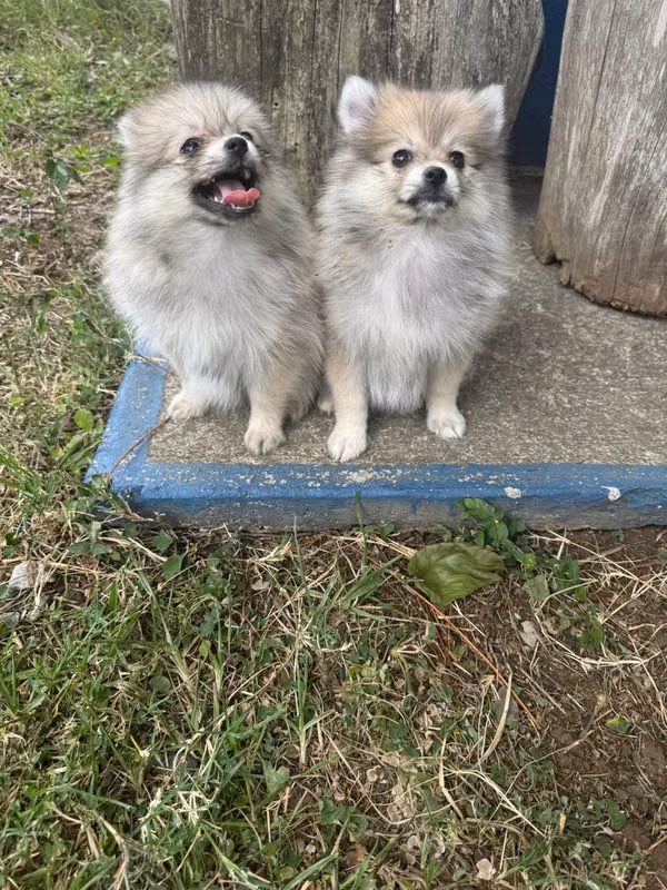 Pomerania pedigri 