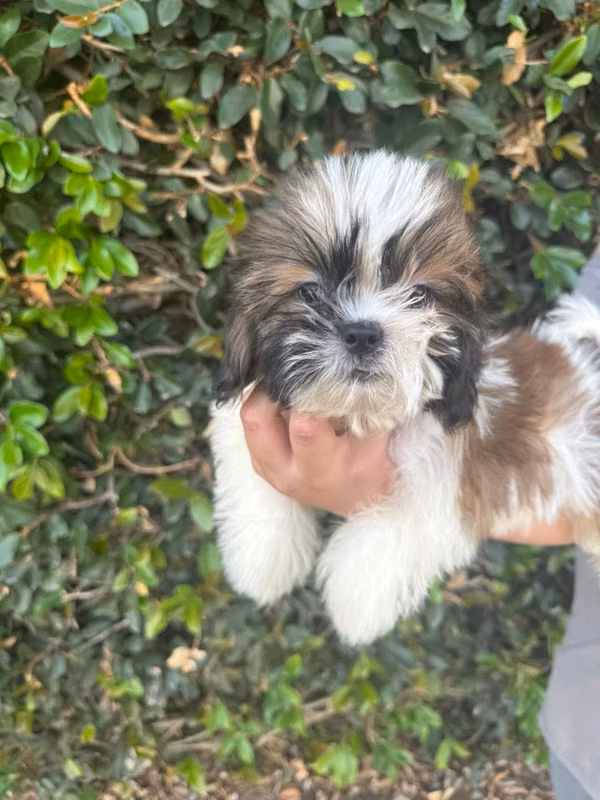Shihtzu pedigri A 