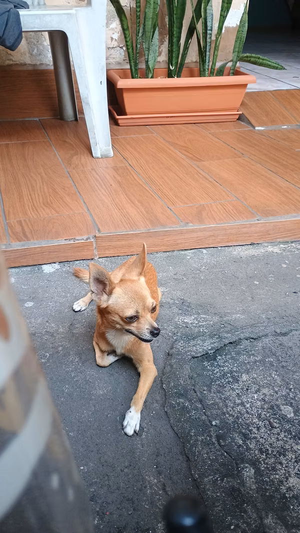 Chiwawa patitas de venado 30 cm 