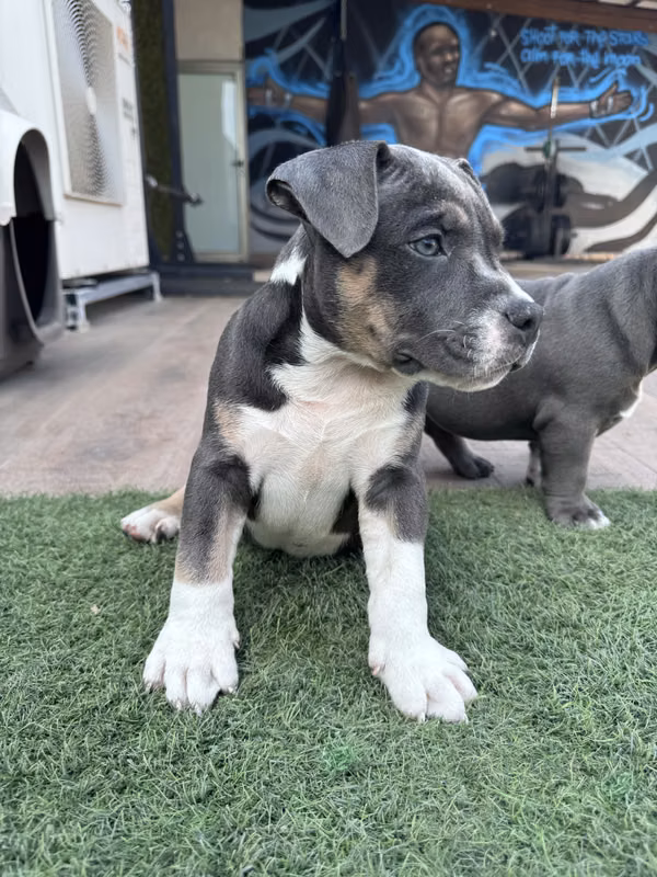 American Bully en Busca de Hogar