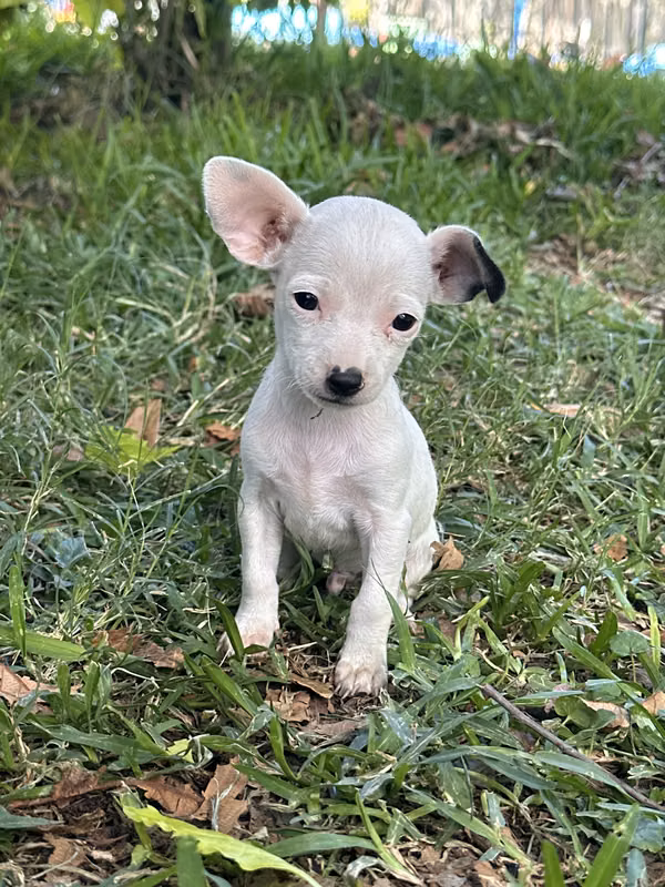 Chihuahua male