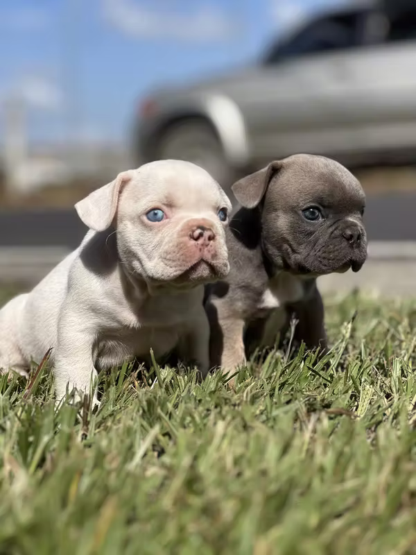 FRENCH BULDOG