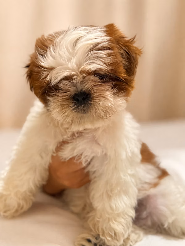 Shih Tzu