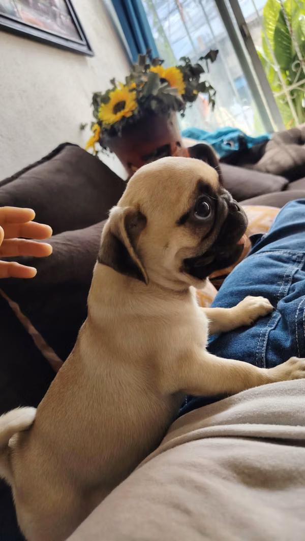 Nice Pugs