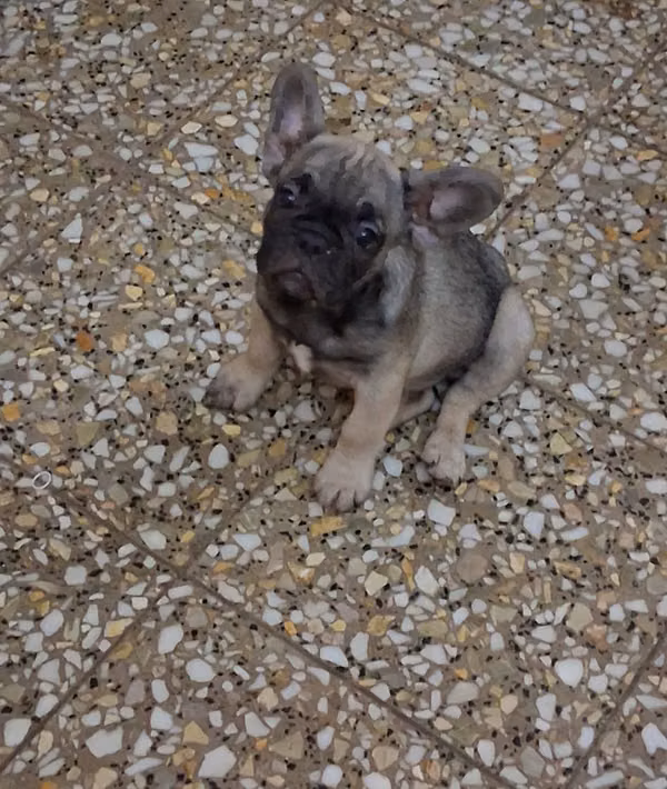 Bulldog francés 