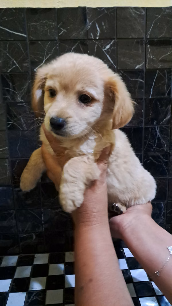 Cocker spaniel