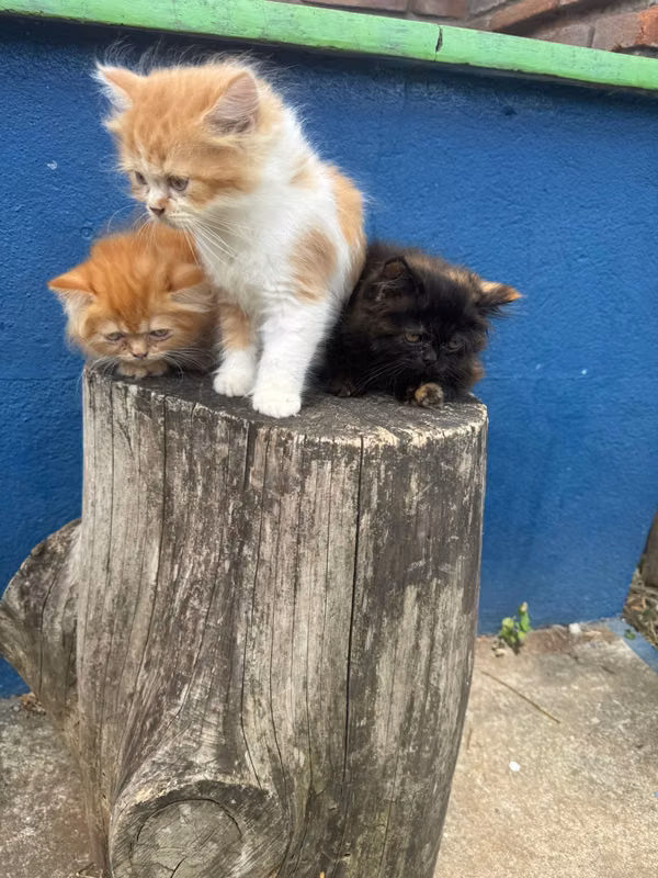 Persian cats