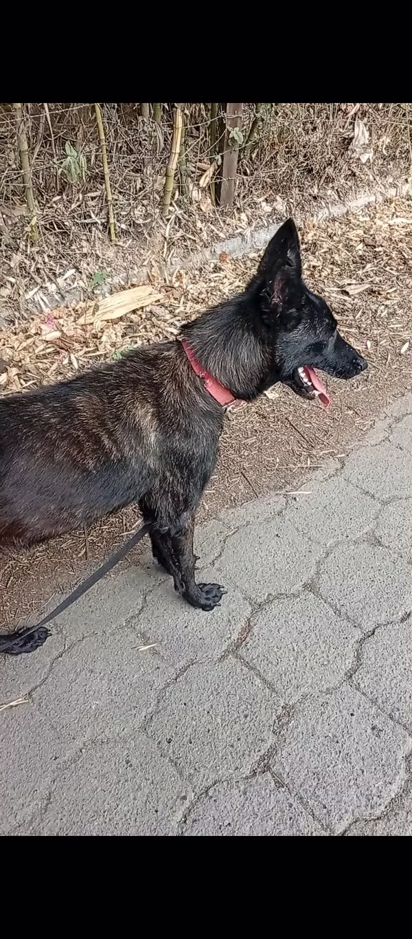 I sell Malinois Belgian shepherd