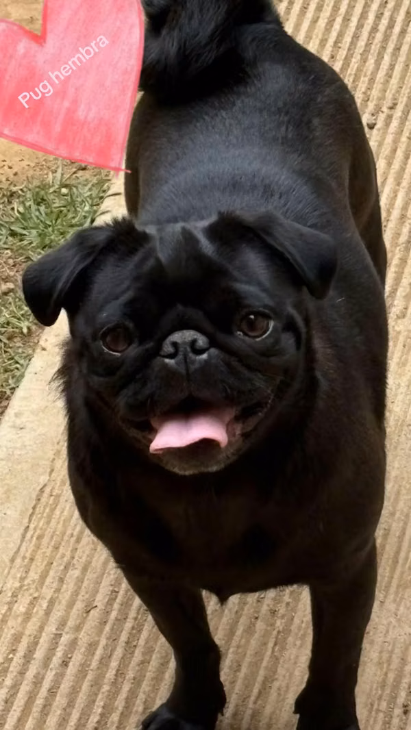 Female pug NEGOCIABLE