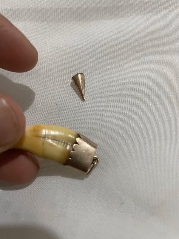 Colmillo de coyote con montura de oro