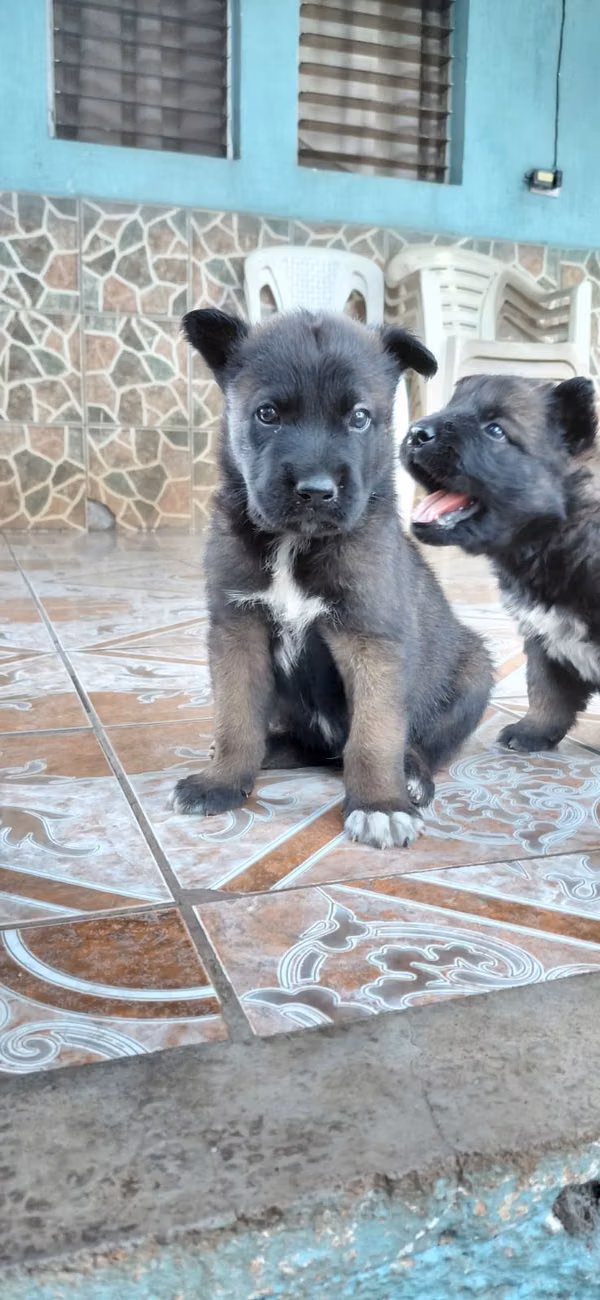 Available Maline Belgian shepherd puppies