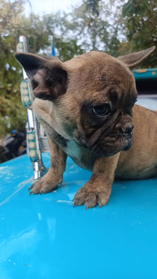 French Bulldog