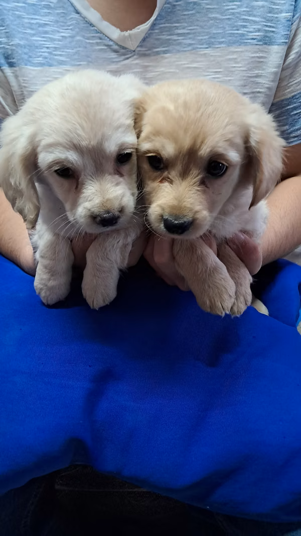 Cocker spaniel