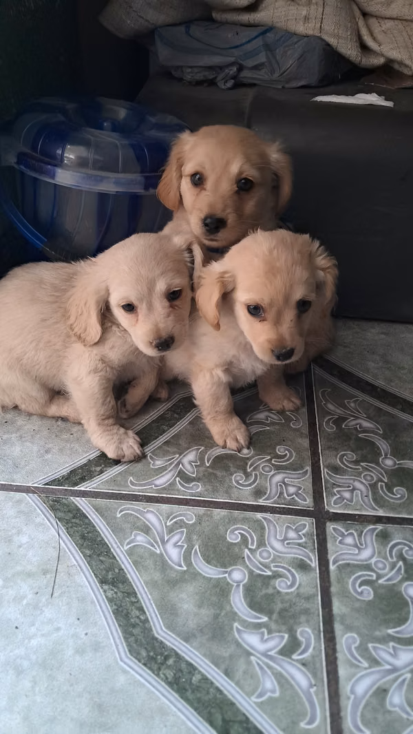 Cocker spaniel
