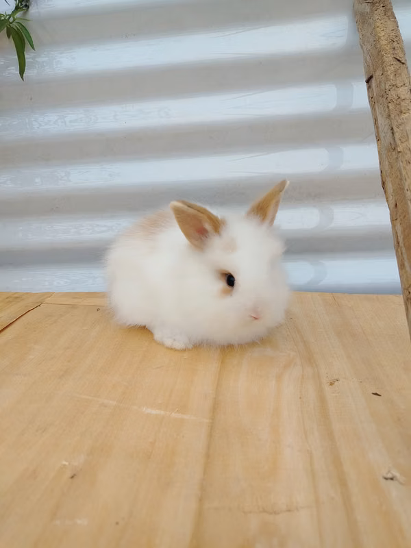Dwarf Lion Head Rabbits