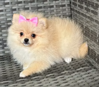 LINDA CACHORRA POMERANIA VISACUOTAS PEDIGRE A POM