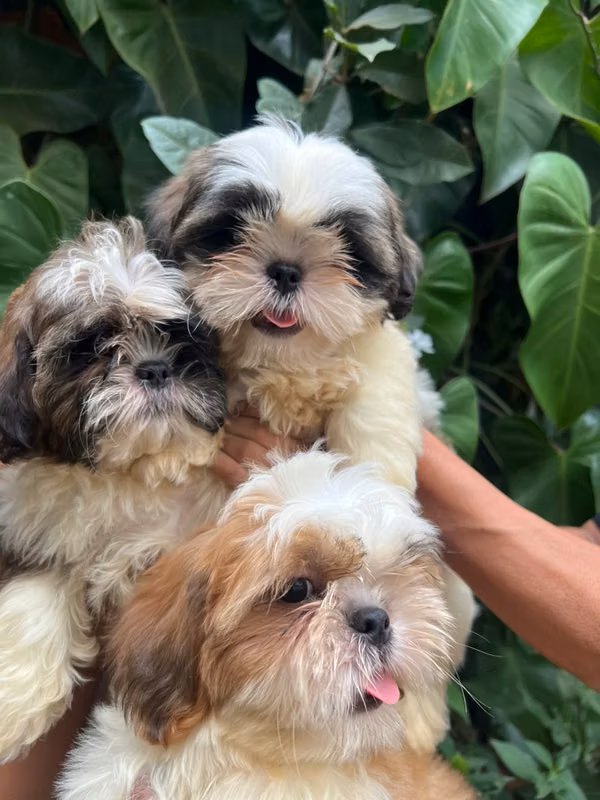 ¡Hermosos Shih Tzu de raza pura! 