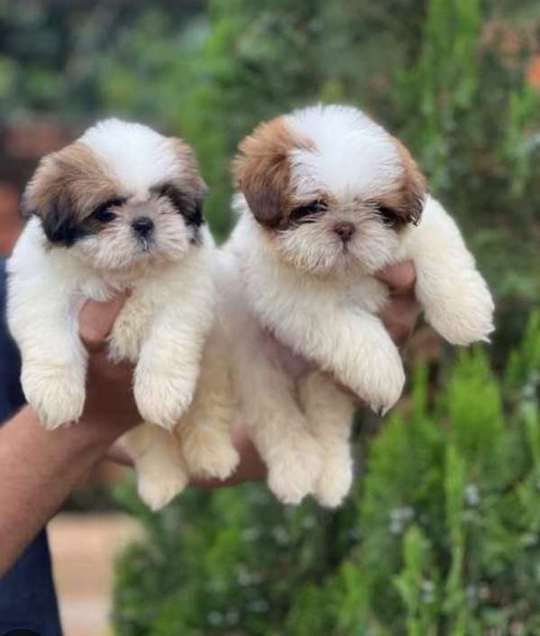  ¡Shih Tzu disponibles! 