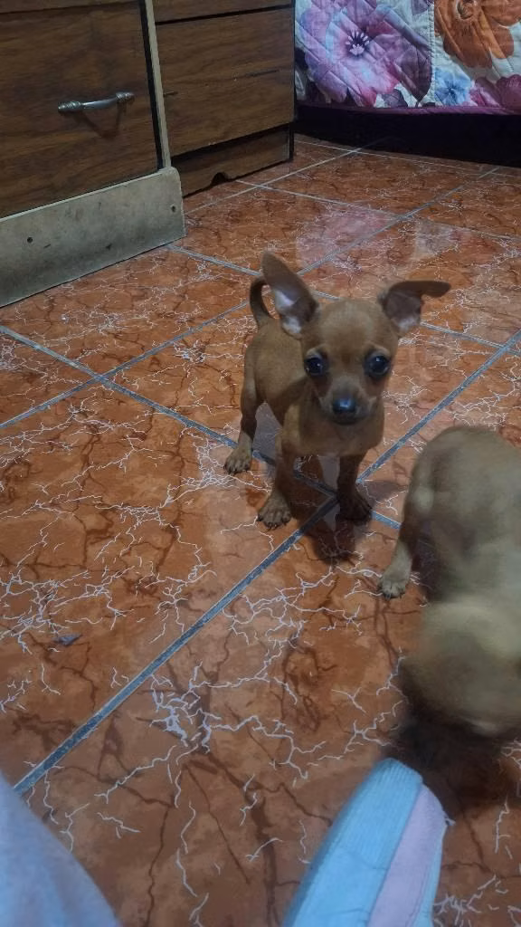 Chihuahuas